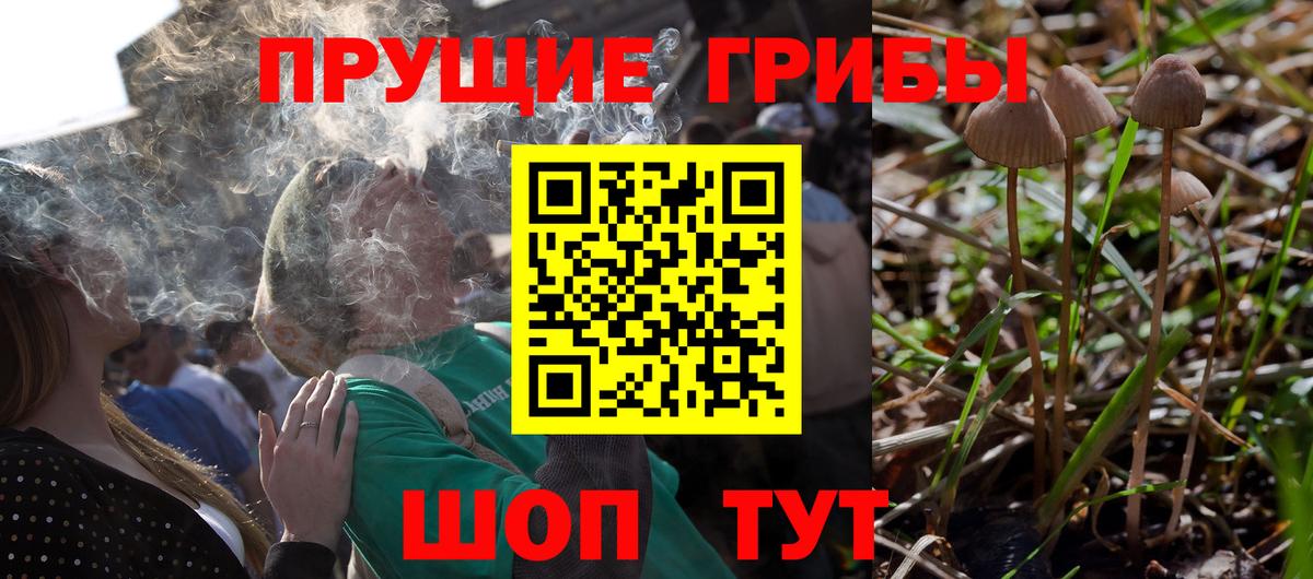 Морозовск  Псилоцибиновые грибы Cubensis  Вход с VPN 